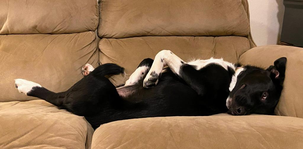 Enlarge Luna, a Adoptable mixed breed in Eastsound, WA image 2/3
