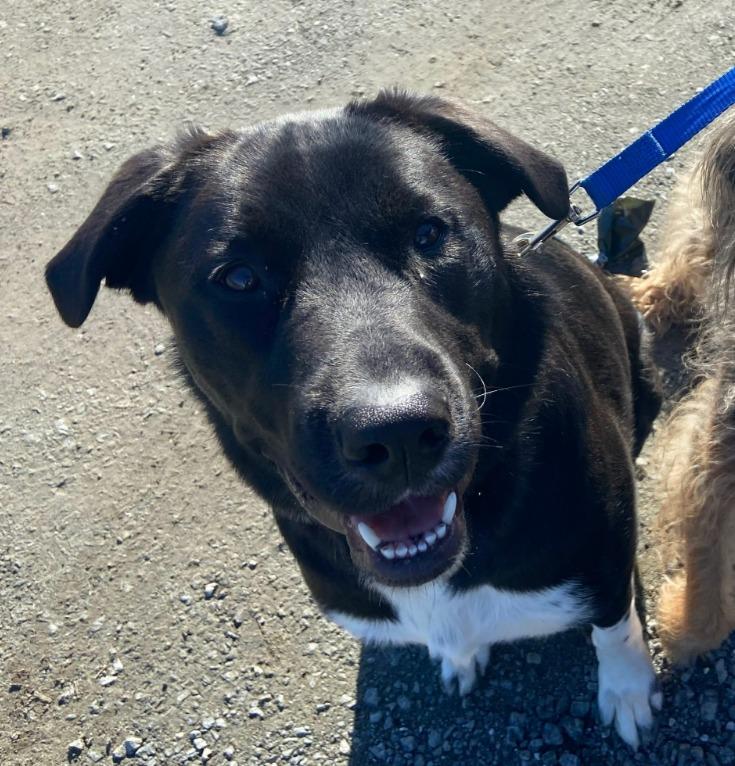 Enlarge Luna, a Adoptable mixed breed in Eastsound, WA image 3/3