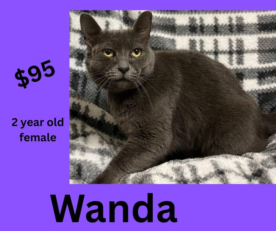 Wanda, ADOPTABLE, Adult Female Domestic Short Hair.