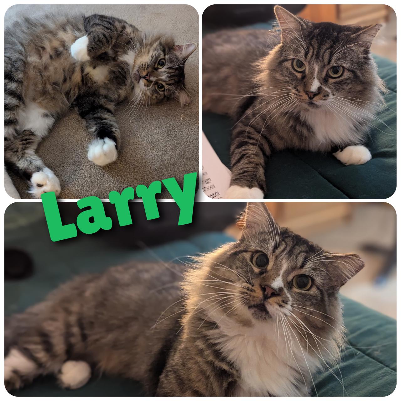 Larry, a Adoptable Domestic Long Hair in Hollister, CA image 1/4