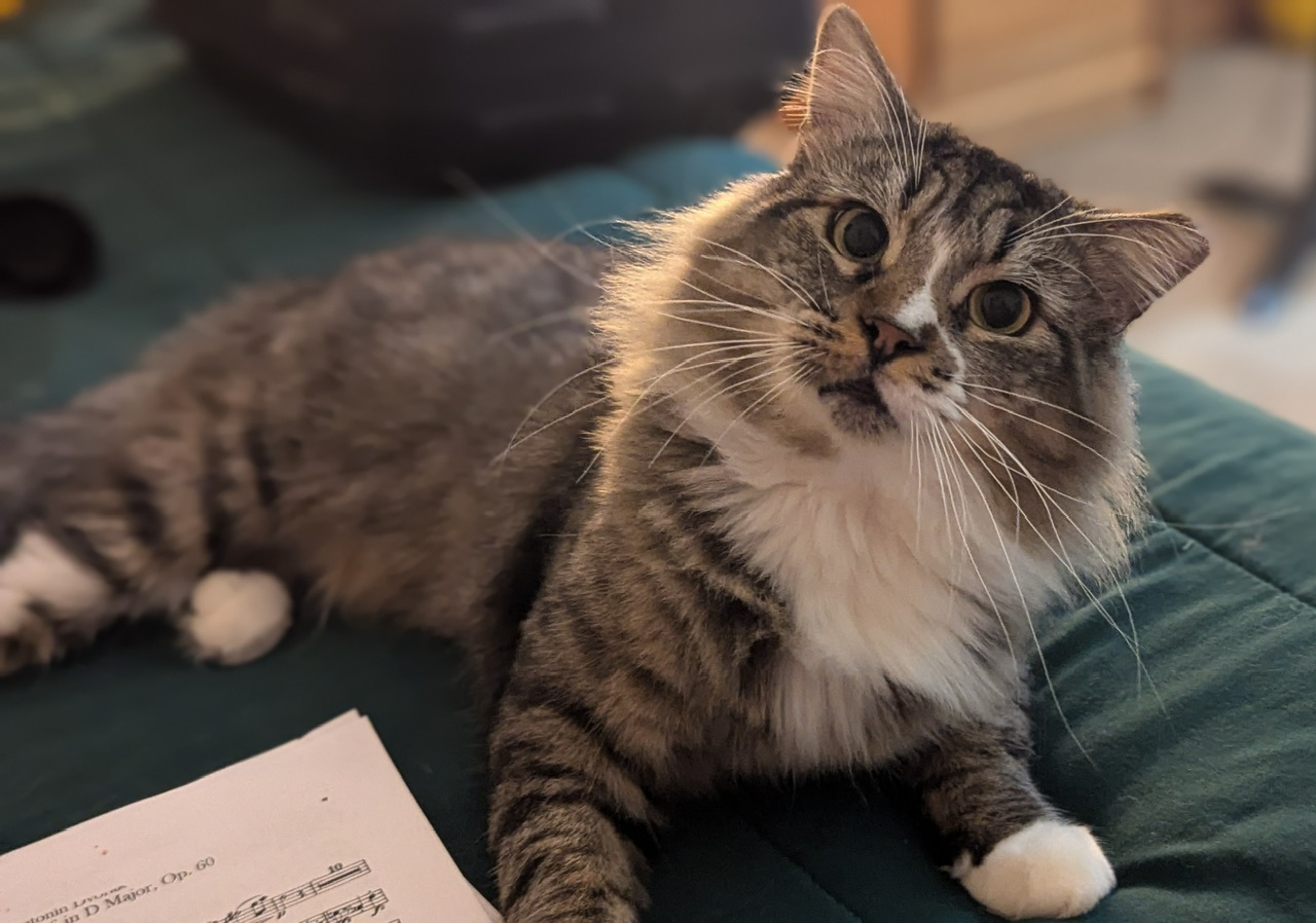 Larry, a Adoptable Domestic Long Hair in Hollister, CA image 2/4