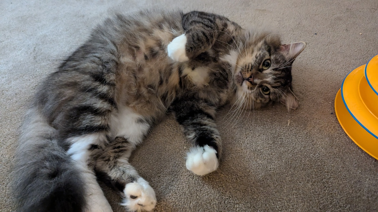 Larry, a Adoptable Domestic Long Hair in Hollister, CA image 4/4