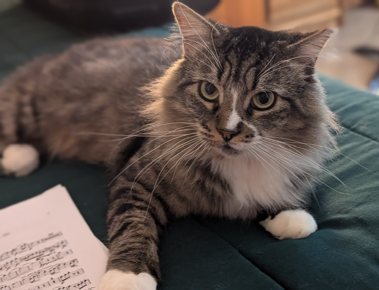 Larry, a Adoptable Domestic Long Hair in Hollister, CA image 3/4