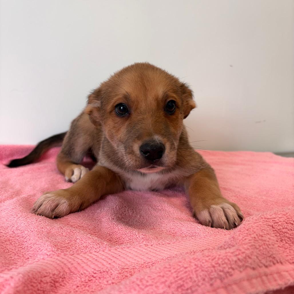 Enlarge Dublin, a Adoptable Mixed Breed in Saskatoon, SK image 1/4