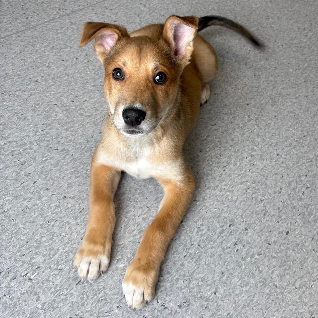 Enlarge Dublin, a Adoptable Mixed Breed in Saskatoon, SK image 2/4