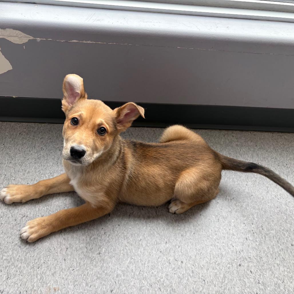 Enlarge Dublin, a Adoptable Mixed Breed in Saskatoon, SK image 3/4