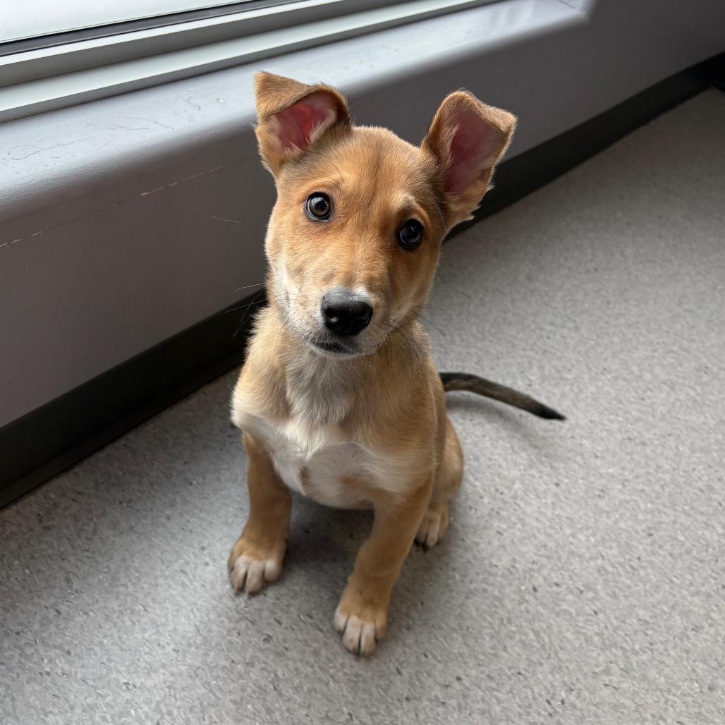 Enlarge Dublin, a Adoptable Mixed Breed in Saskatoon, SK image 4/4