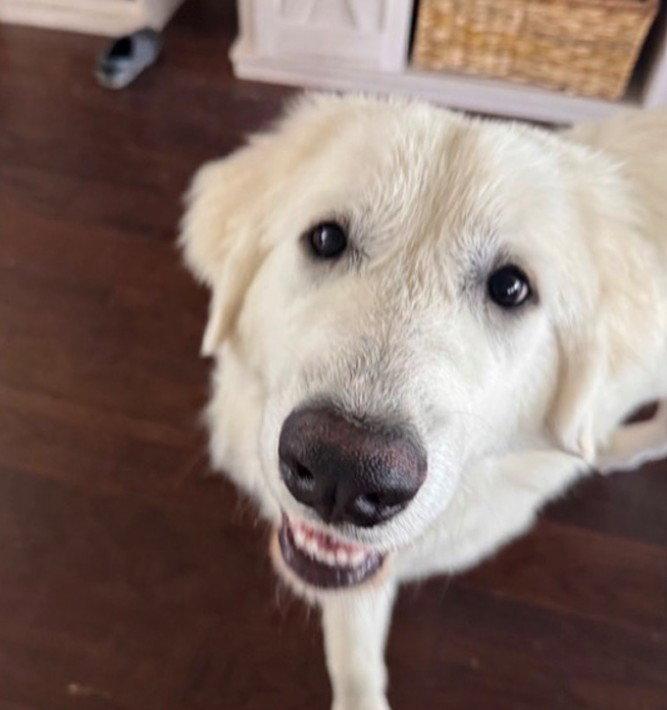 Judy, adopted, Young Female Great Pyrenees.