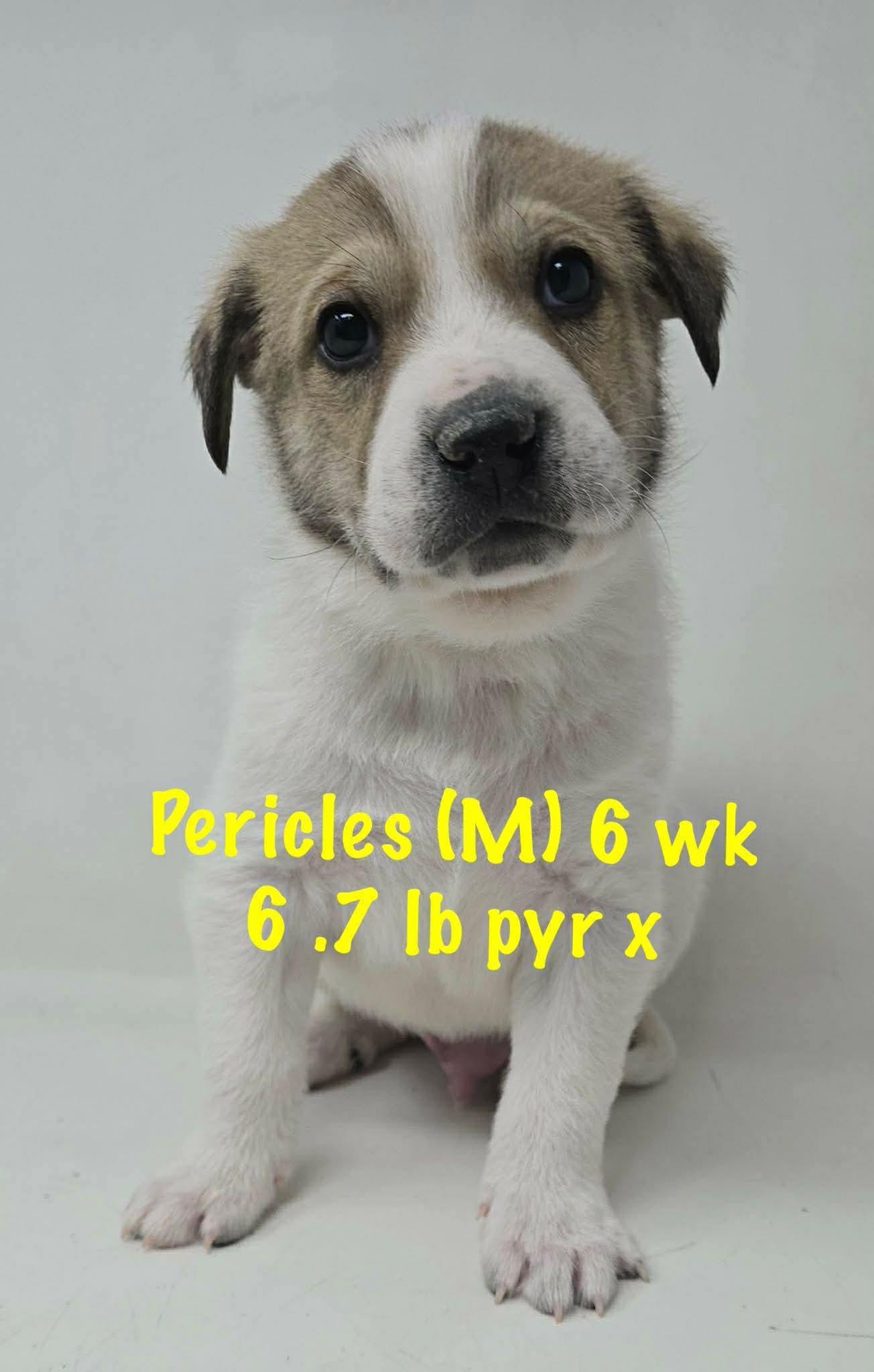 PERICLES, Adoptable, Young Male Great Pyrenees.