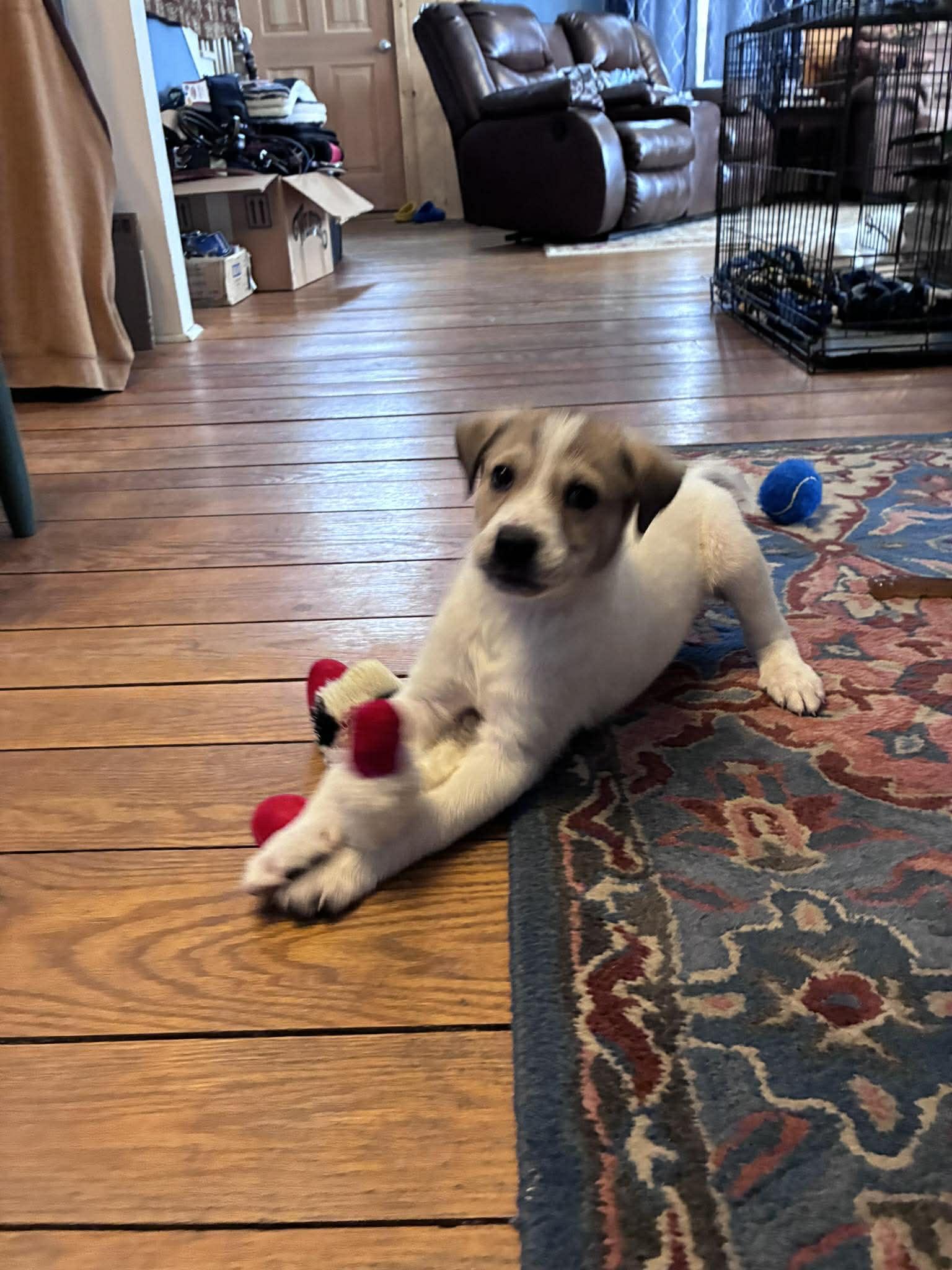 Enlarge PERICLES, a Adoptable Great Pyrenees in Pomfret Center, CT image 1/3