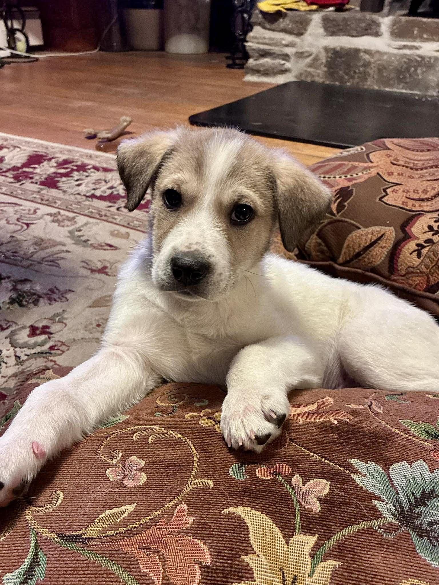 Enlarge PERICLES, a Adoptable Great Pyrenees in Pomfret Center, CT image 2/3