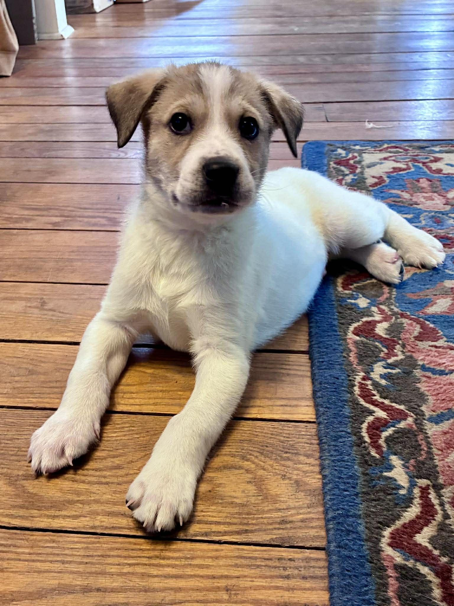 Enlarge PERICLES, a Adoptable Great Pyrenees in Pomfret Center, CT image 3/3