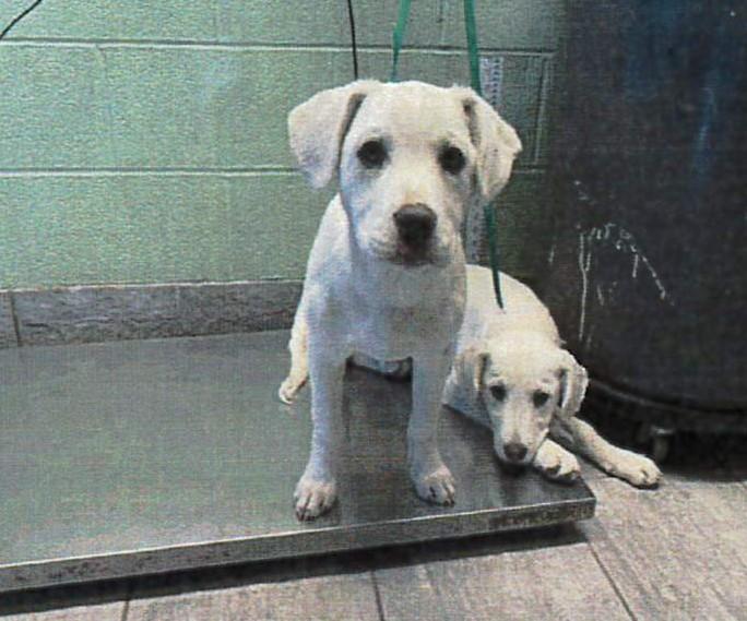 Mizu, adopted, Young Female Labrador Retriever.