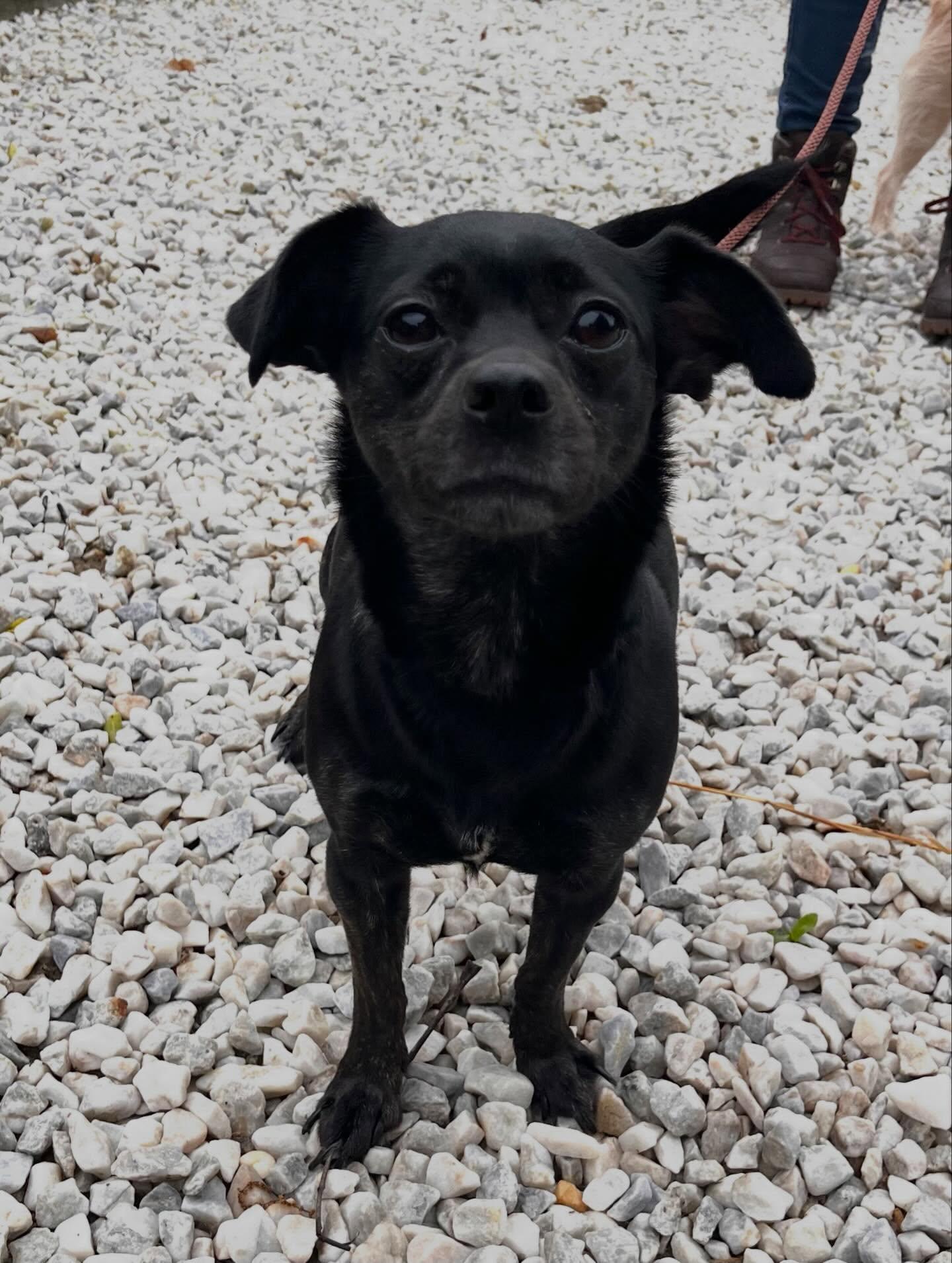 Diamond, a ADOPTABLE Chihuahua in Egg Harbor City, NJ image 3/4