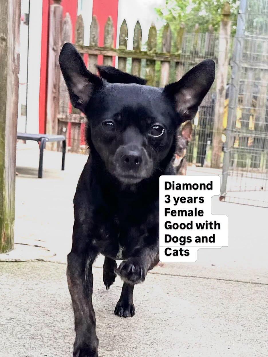 Diamond, a ADOPTABLE Chihuahua in Egg Harbor City, NJ image 2/4
