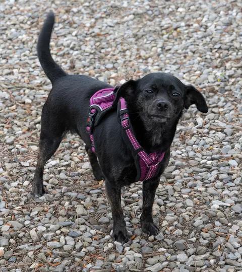 Diamond, a ADOPTABLE Chihuahua in Egg Harbor City, NJ image 4/4