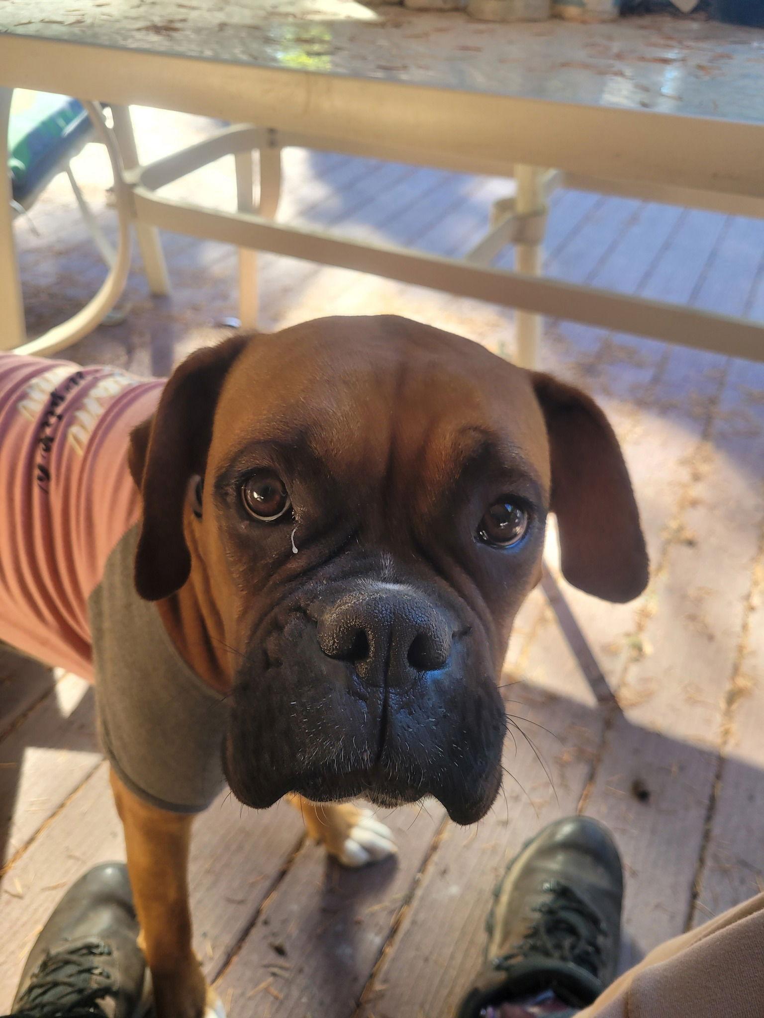 Martie, Adoptable, Adult Female Boxer.