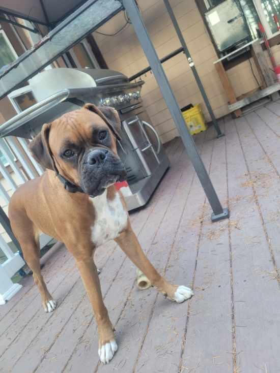 Martie, Adoptable, Adult Female Boxer.