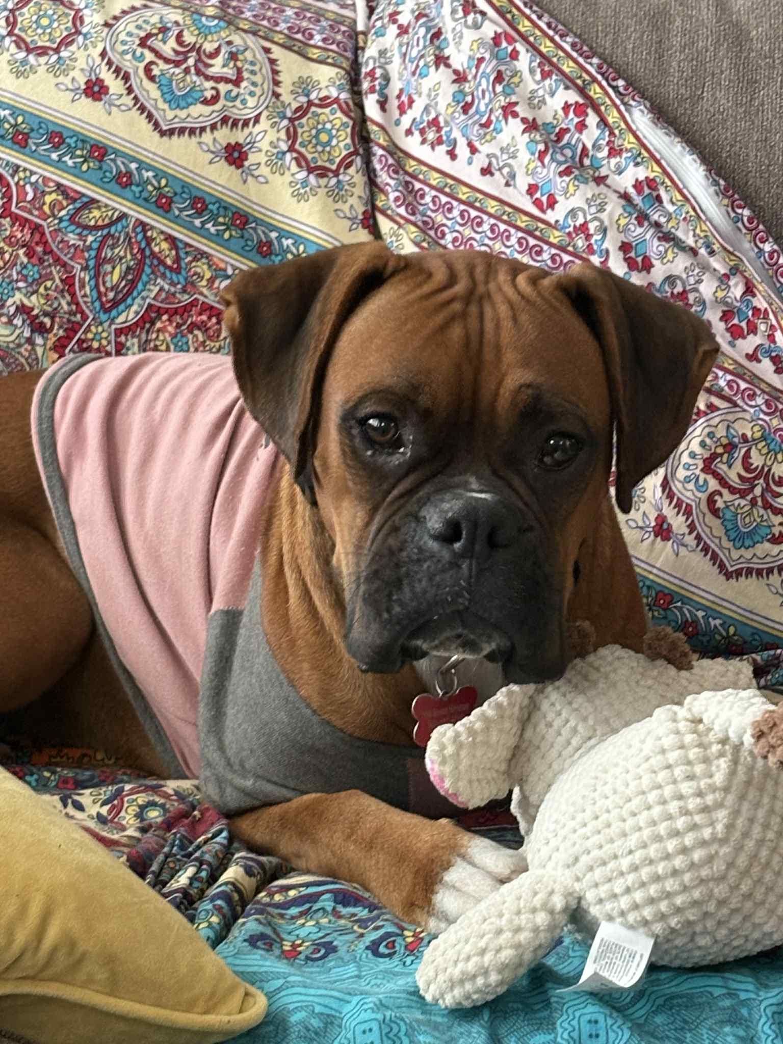 Enlarge Martie, a Adoptable Boxer in McMinnville, OR image 2/3