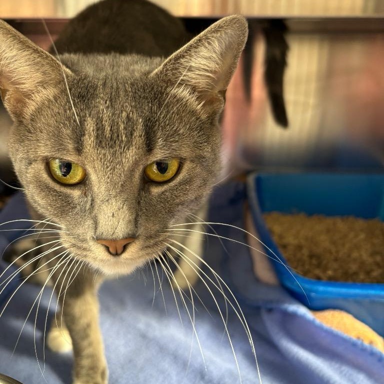 Tinkerbell, adopted, Young Female Domestic Short Hair.