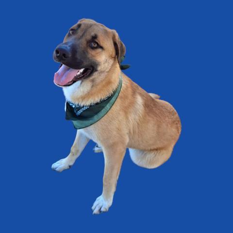 Enlarge Riot -- URGENT! LONGTIME RESIDENT!, a ADOPTABLE mixed breed in Thousand Oaks, CA image 1/1
