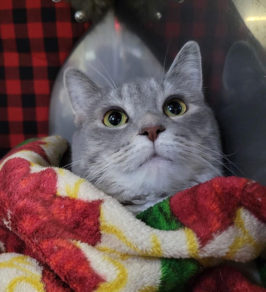 Mints, Adoptable, Adult Female Tabby & Domestic Short Hair.