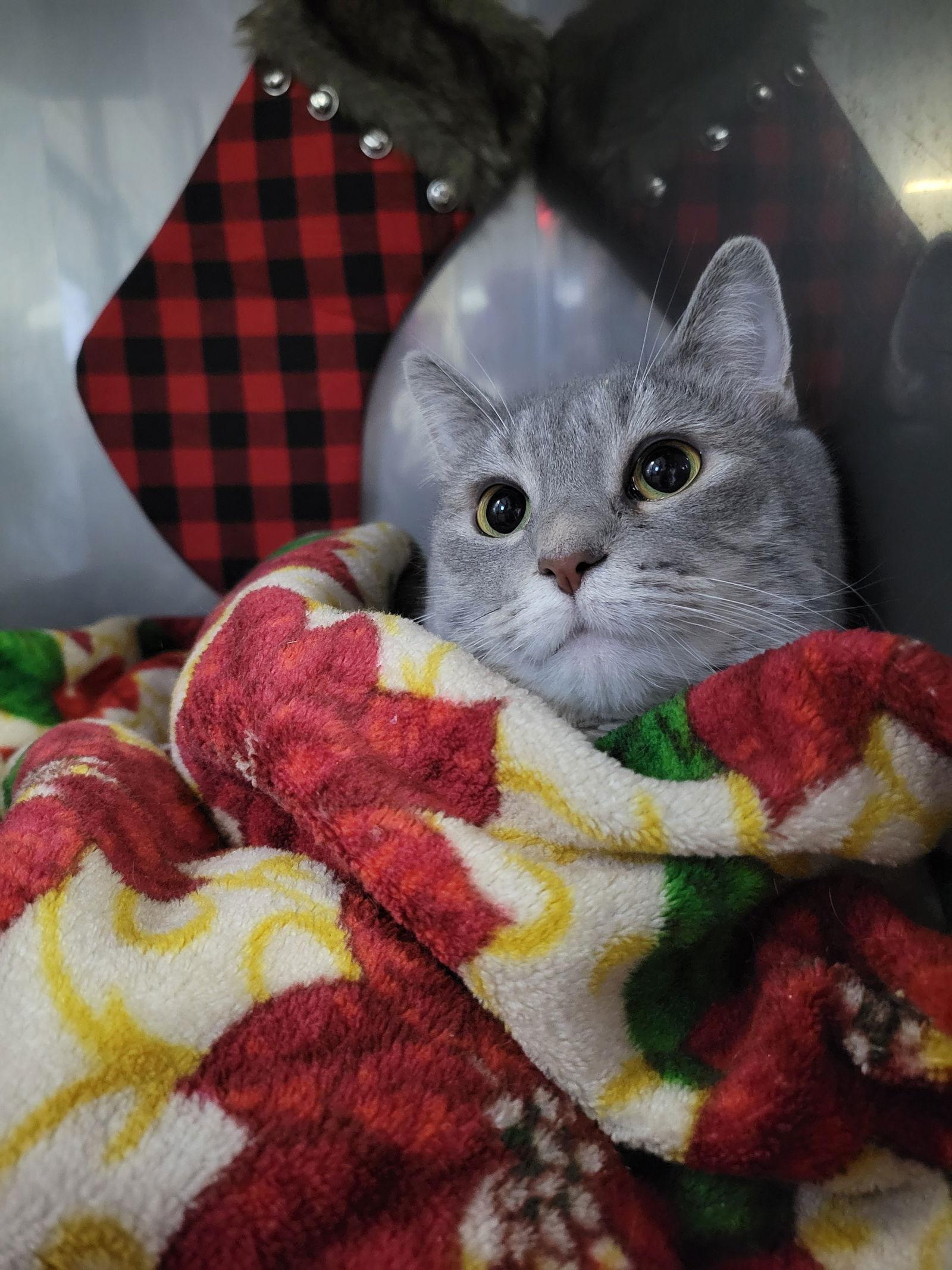 Enlarge Mints, a Adoptable mixed breed in Cuyahoga Falls, OH image 2/3