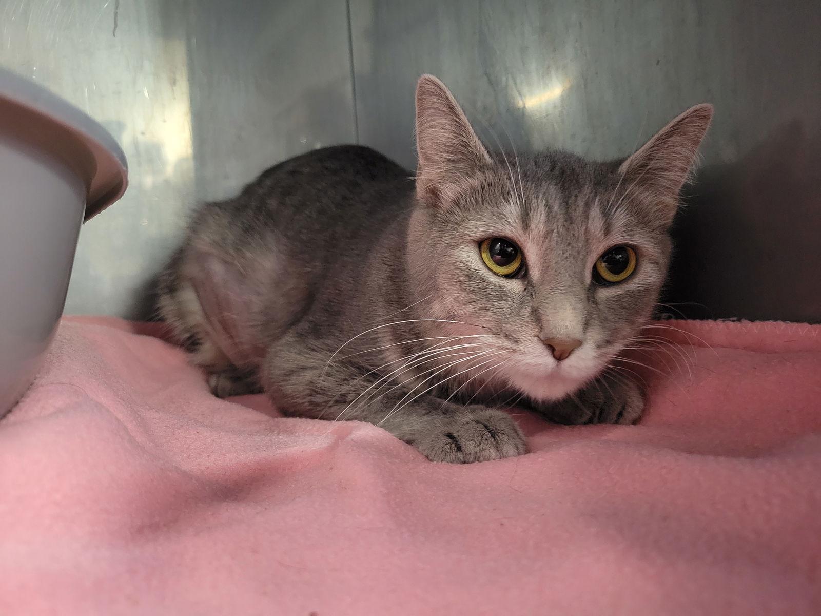 Enlarge Mints, a Adoptable mixed breed in Cuyahoga Falls, OH image 2/3