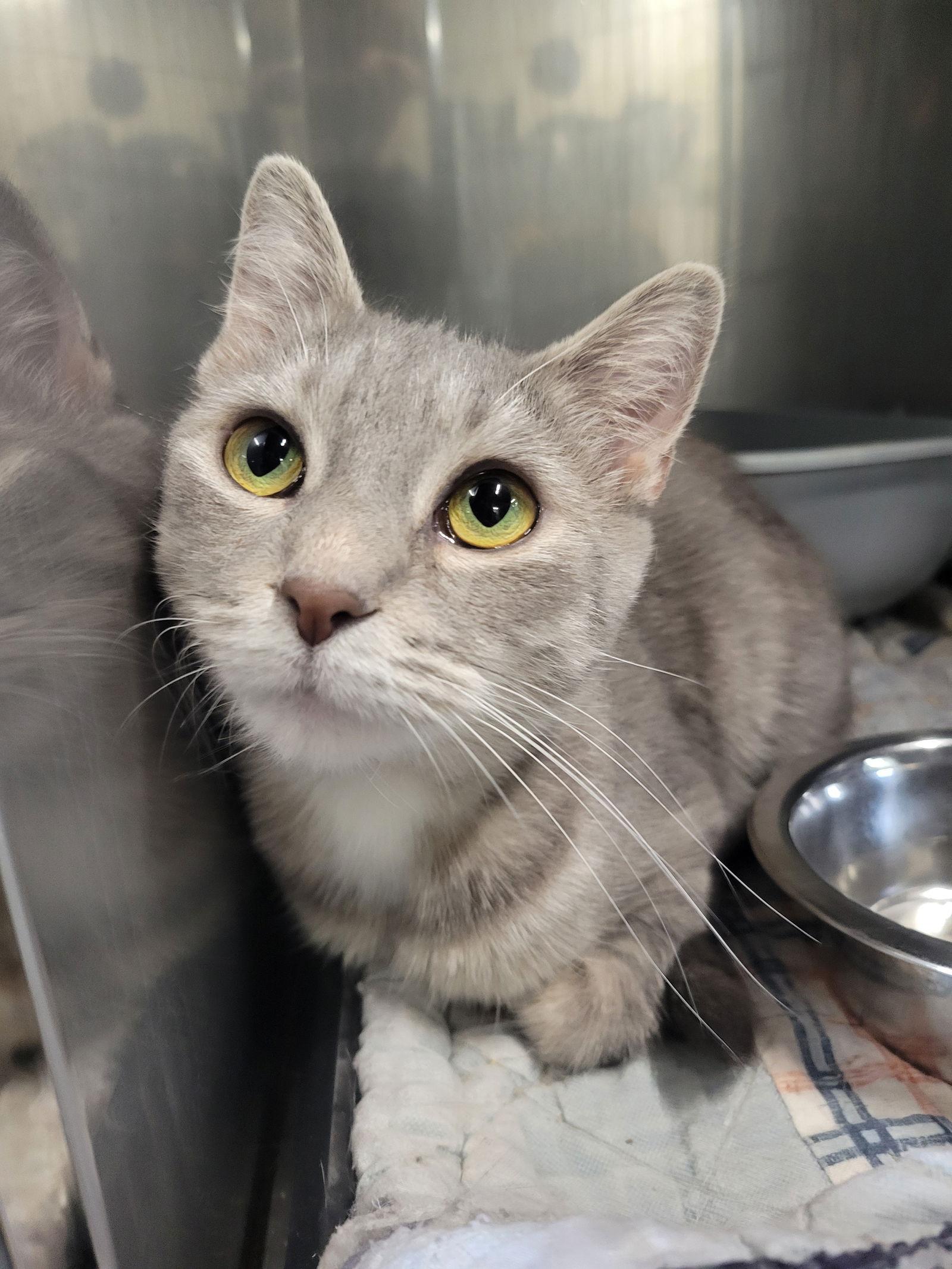 Enlarge Mints, a Adoptable mixed breed in Cuyahoga Falls, OH image 3/3