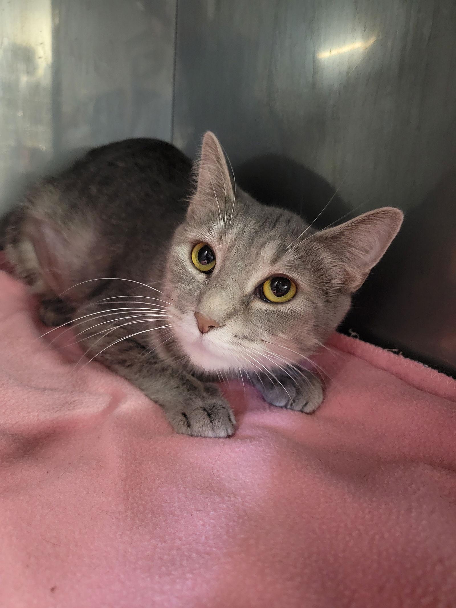 Enlarge Mints, a Adoptable mixed breed in Cuyahoga Falls, OH image 3/3