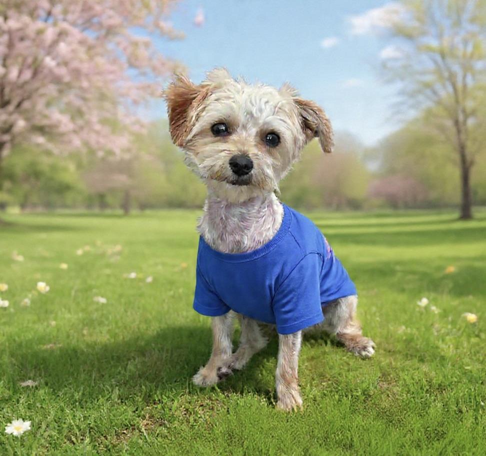 Cooper, ADOPTABLE, Puppy Male Maltese & Yorkshire Terrier.