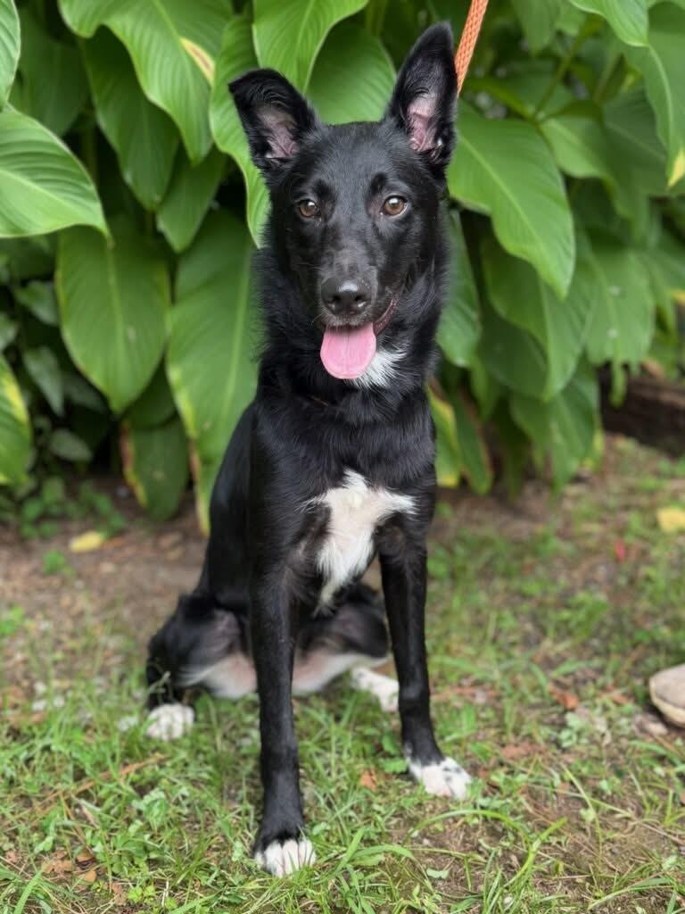 Willow, an adopted mixed breed in Brunswick, ME image 2/2