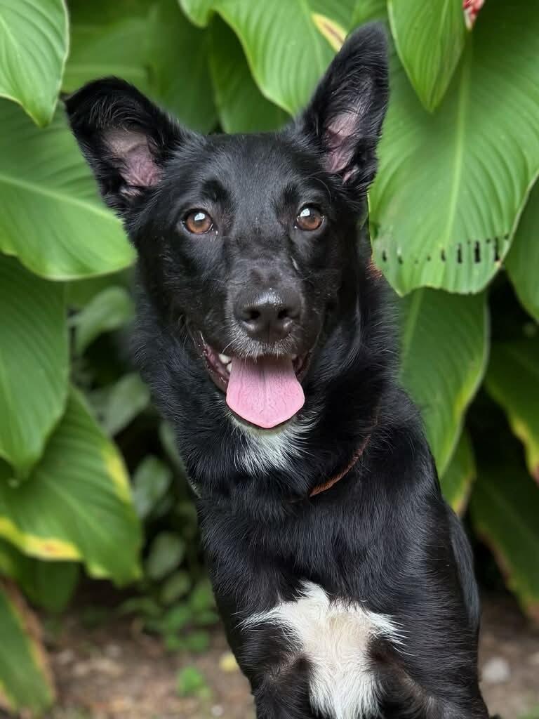 Willow, adopted, Young Female Collie.