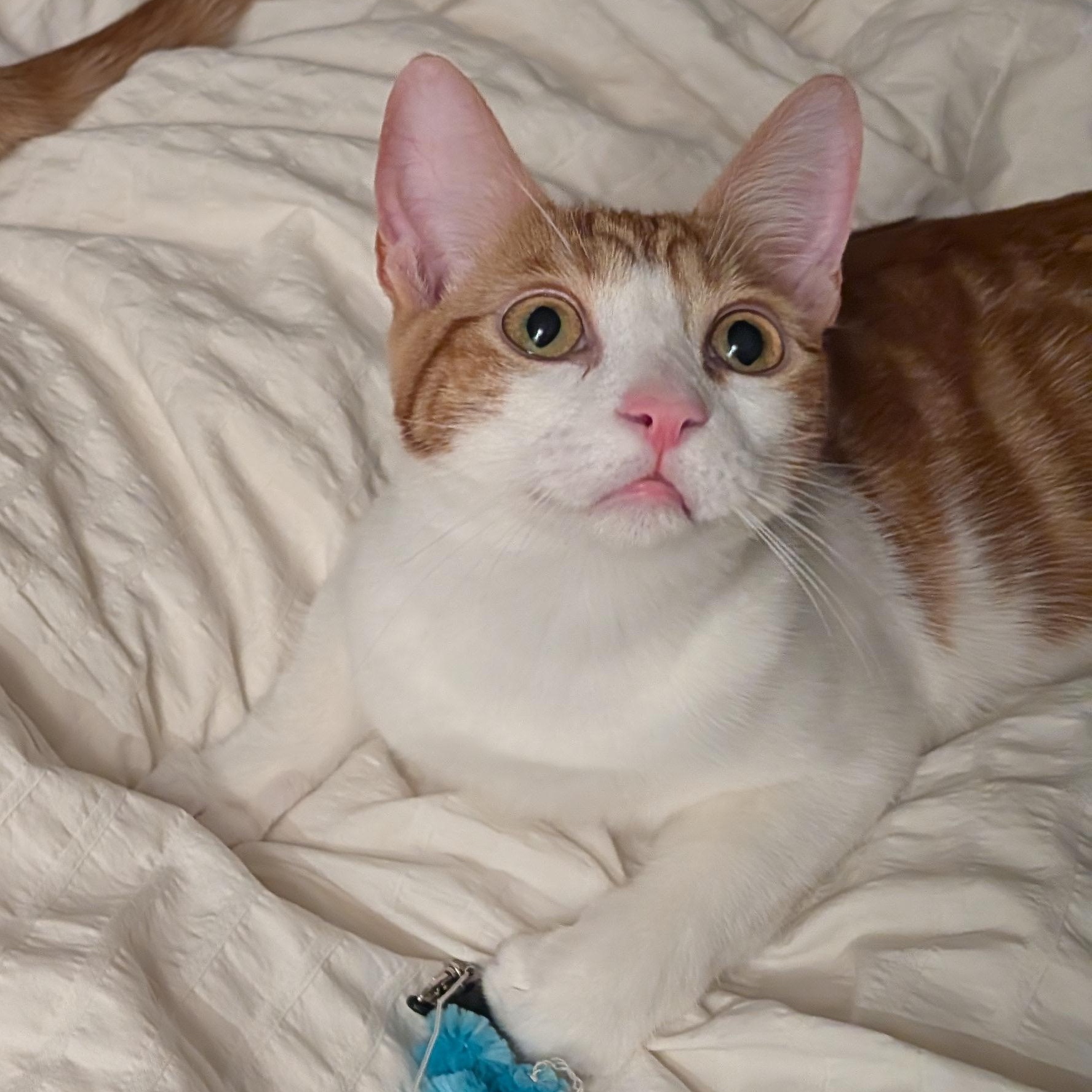 Maggie May (Bonded to Jazz), Adoptable, Kitten Female Domestic Short Hair.