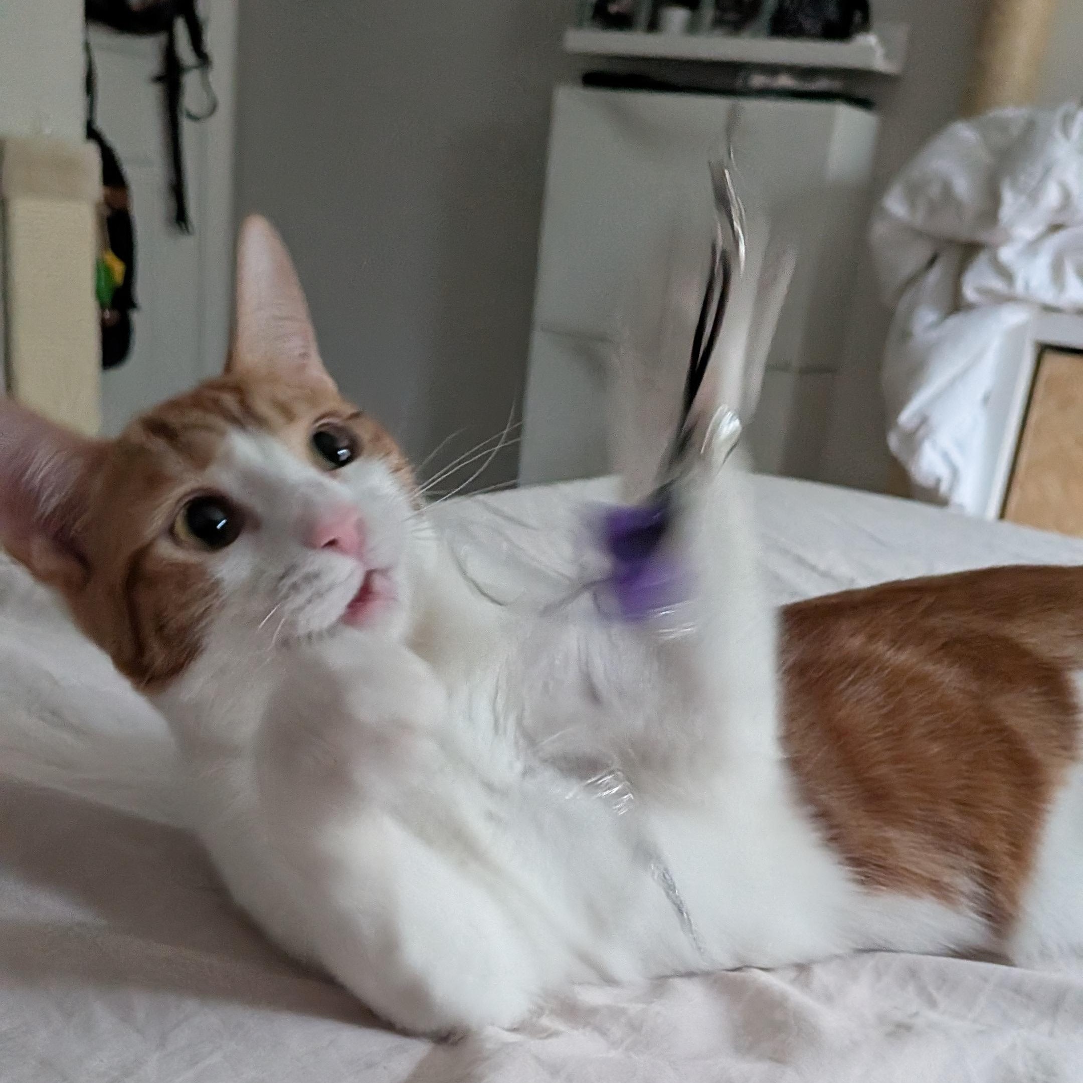 Enlarge Maggie May (Bonded to Jazz), a Adoptable Domestic Short Hair in Renton , WA image 3/5