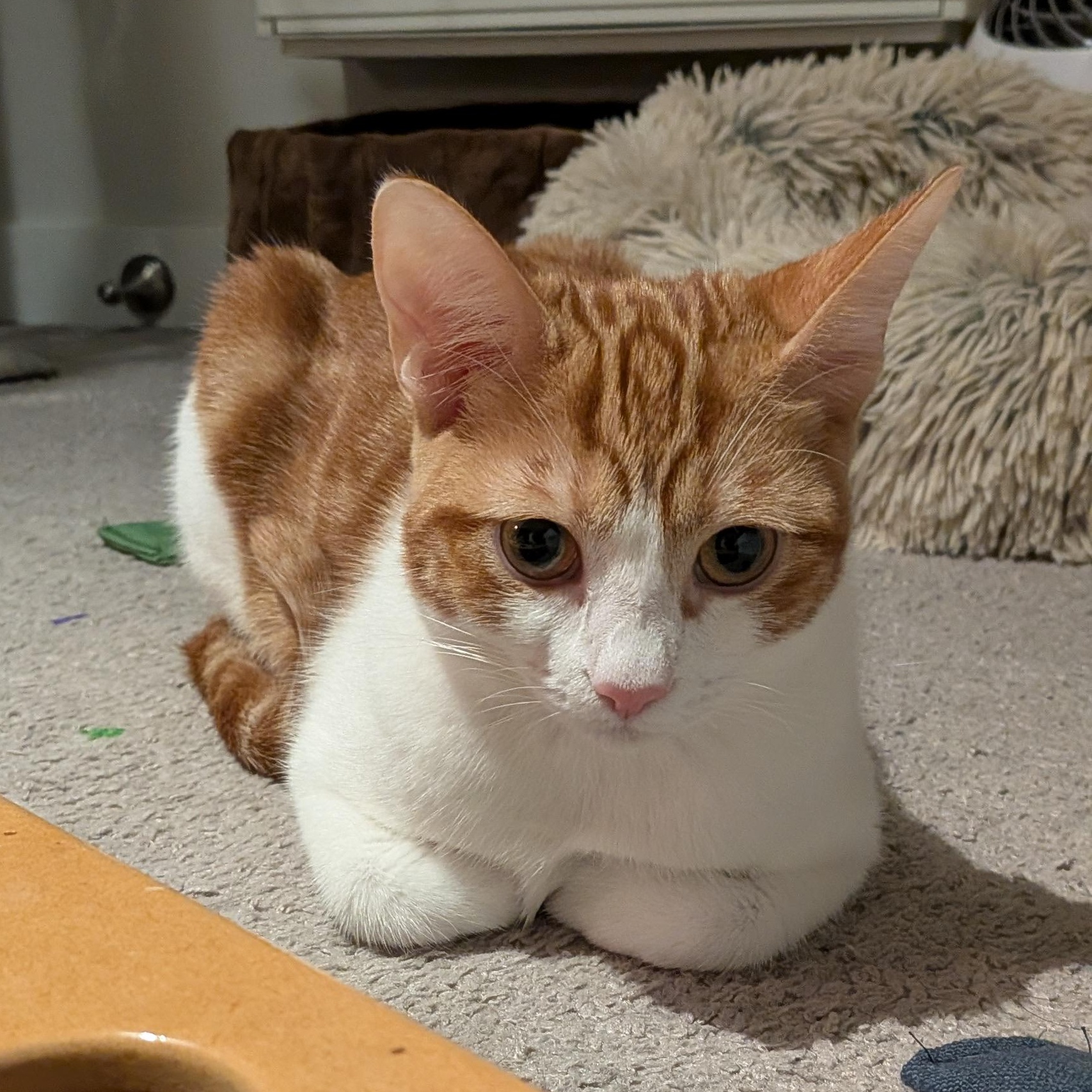 Enlarge Maggie May (Bonded to Jazz), a Adoptable Domestic Short Hair in Renton , WA image 5/5