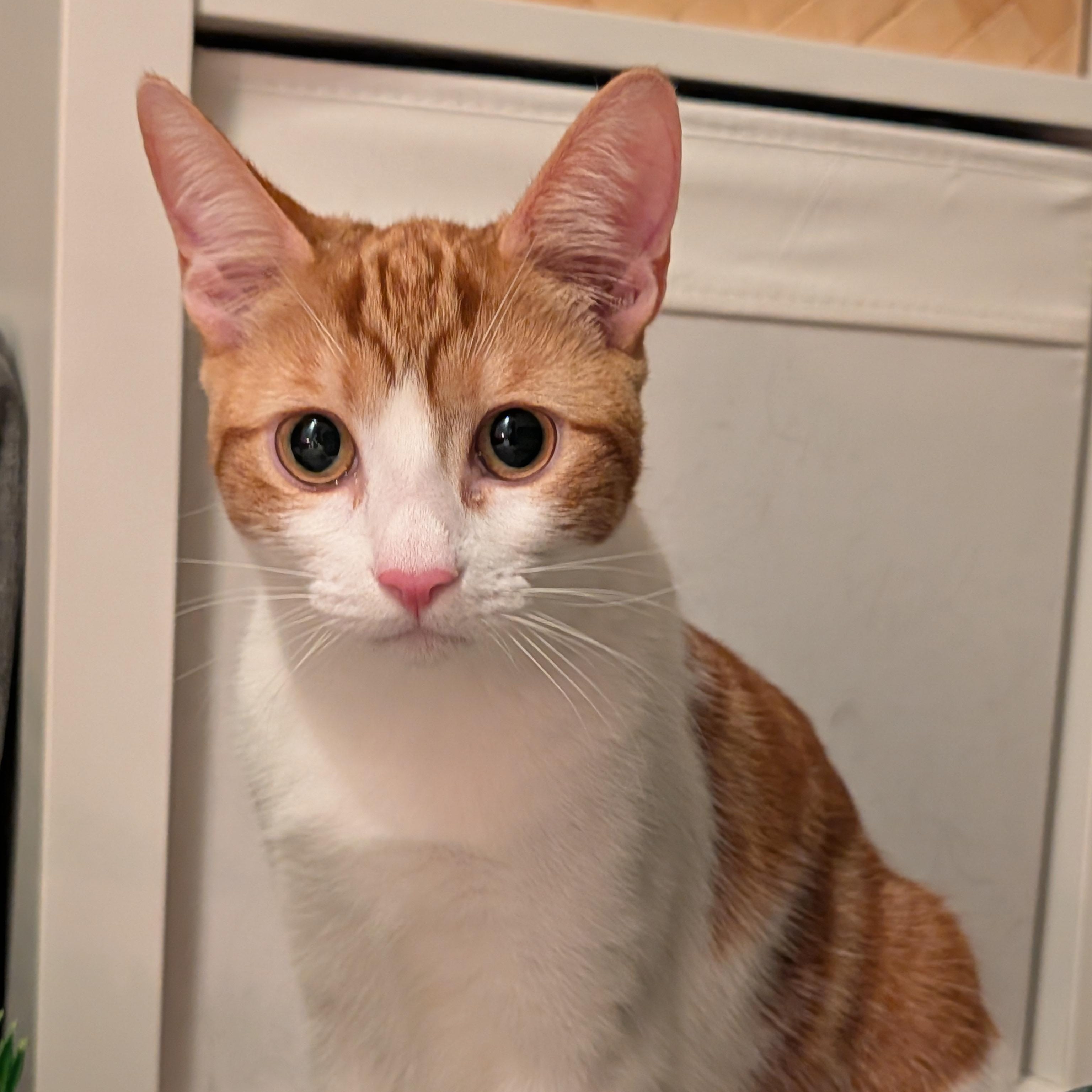 Maggie May (Bonded to Jazz), Adoptable, Kitten Female Domestic Short Hair.