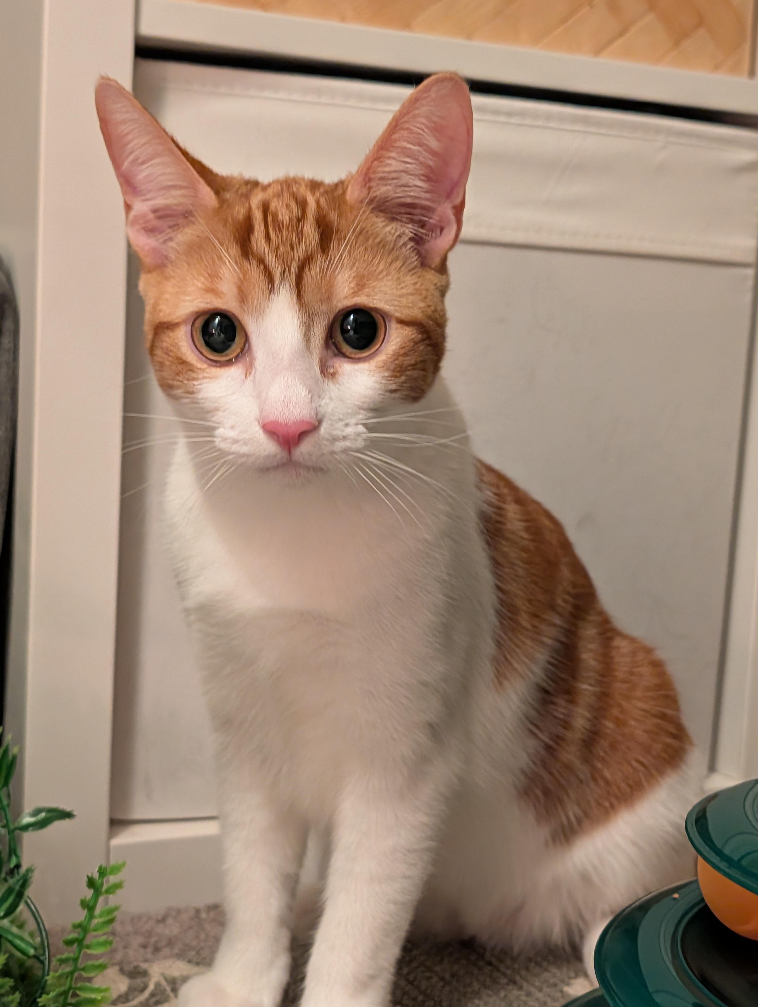 Maggie May (Bonded to Jazz)