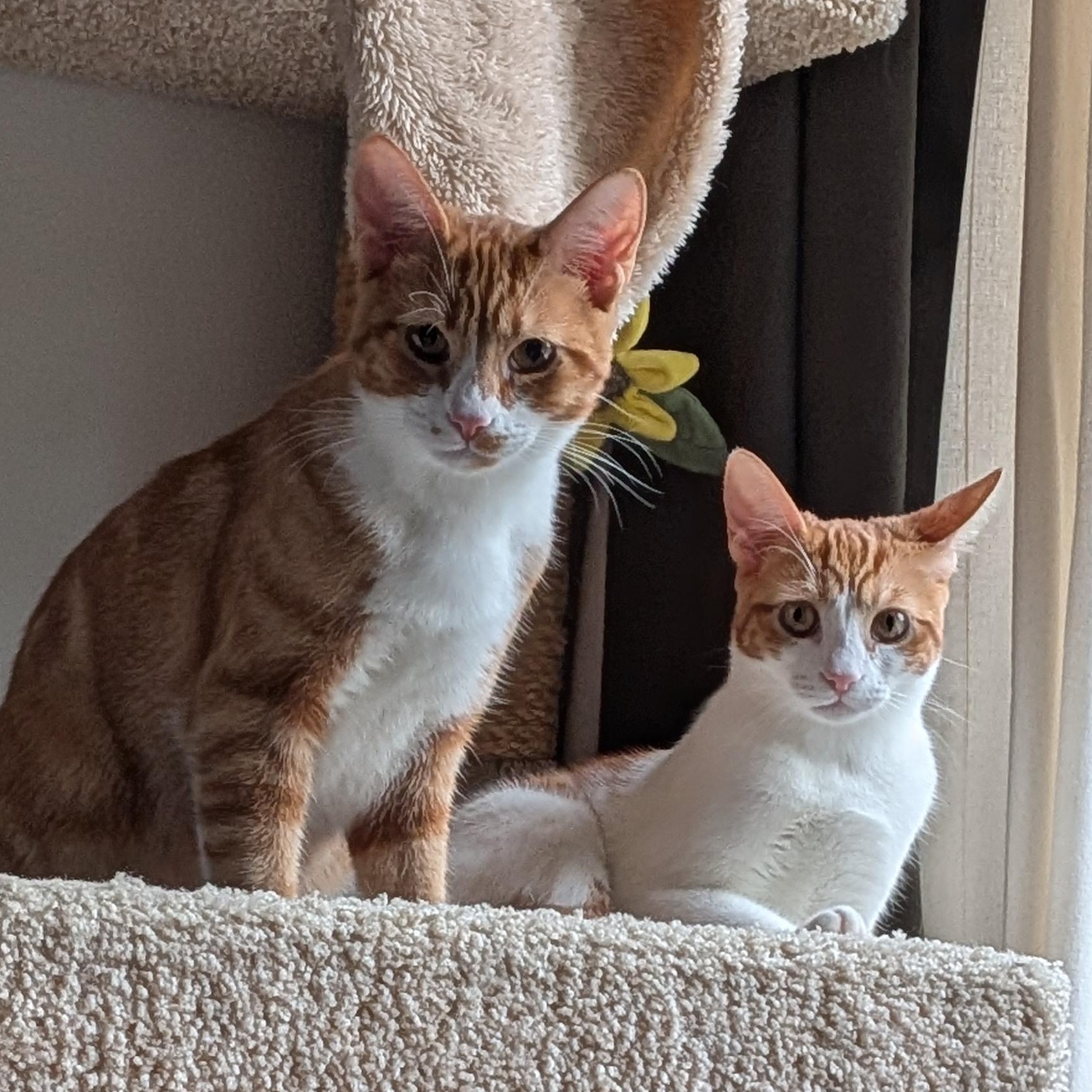 Enlarge Maggie May (Bonded to Jazz), a Adoptable Domestic Short Hair in Renton , WA image 4/5