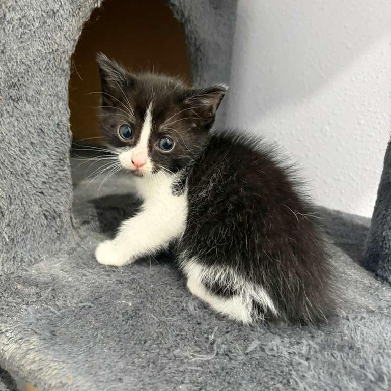 Morroco, a Adoptable Domestic Short Hair in Harlingen, TX image 1/5