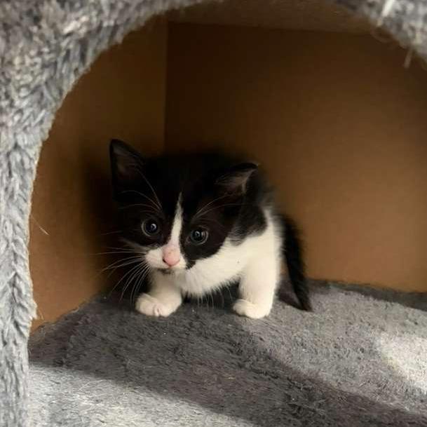 Morroco, a Adoptable Domestic Short Hair in Harlingen, TX image 2/5