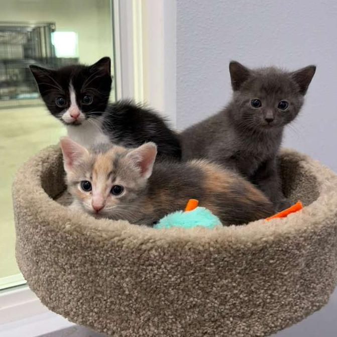 Morroco, a Adoptable Domestic Short Hair in Harlingen, TX image 3/5