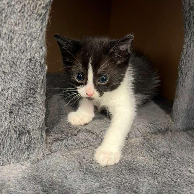 Morroco, a Adoptable Domestic Short Hair in Harlingen, TX image 4/5
