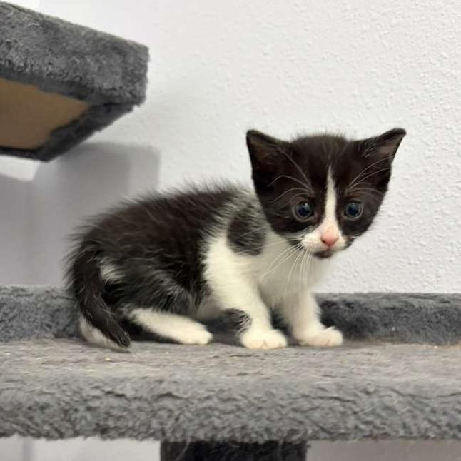 Morroco, a Adoptable Domestic Short Hair in Harlingen, TX image 5/5