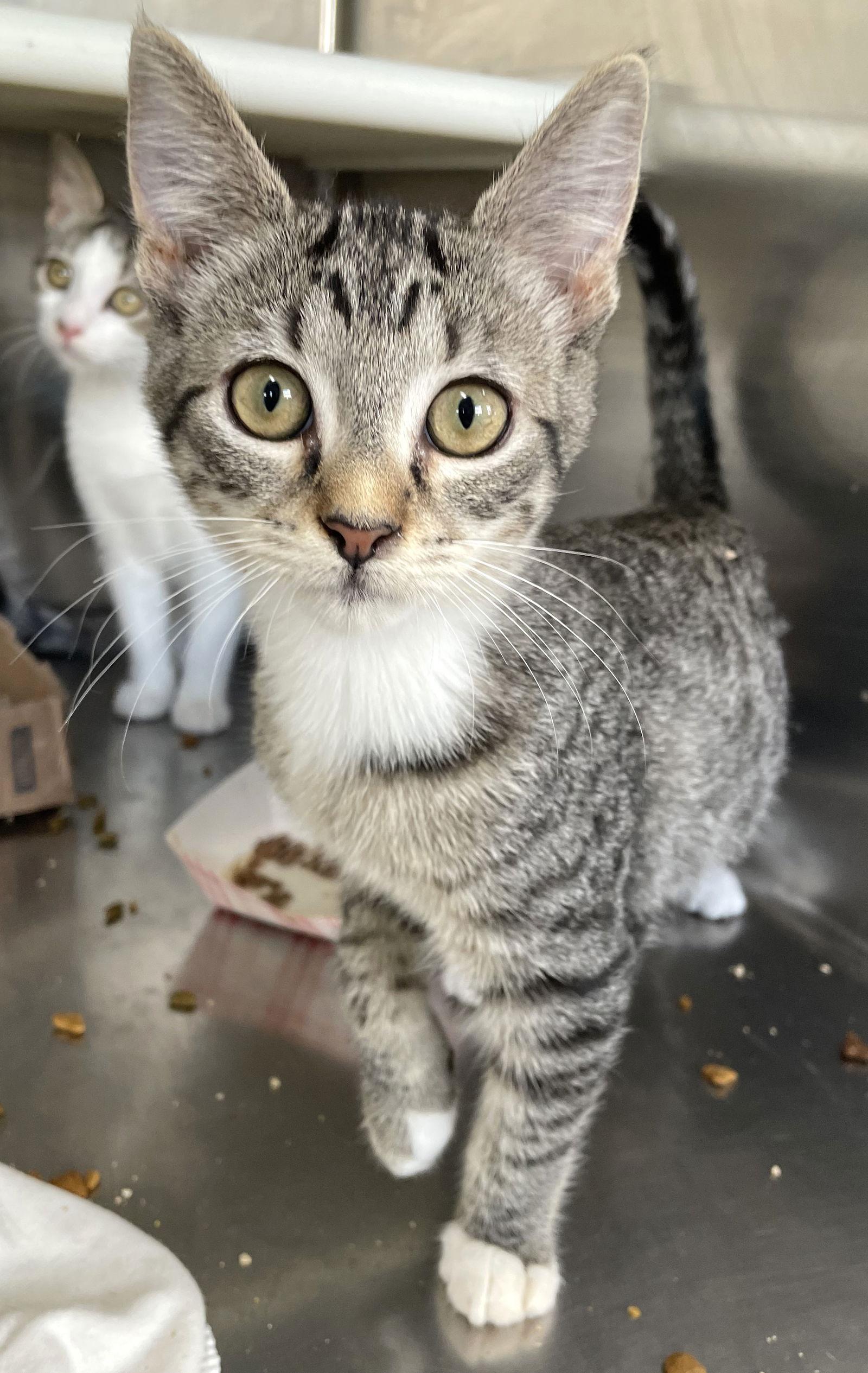 Astro, Adoptable, Young Female Tabby.