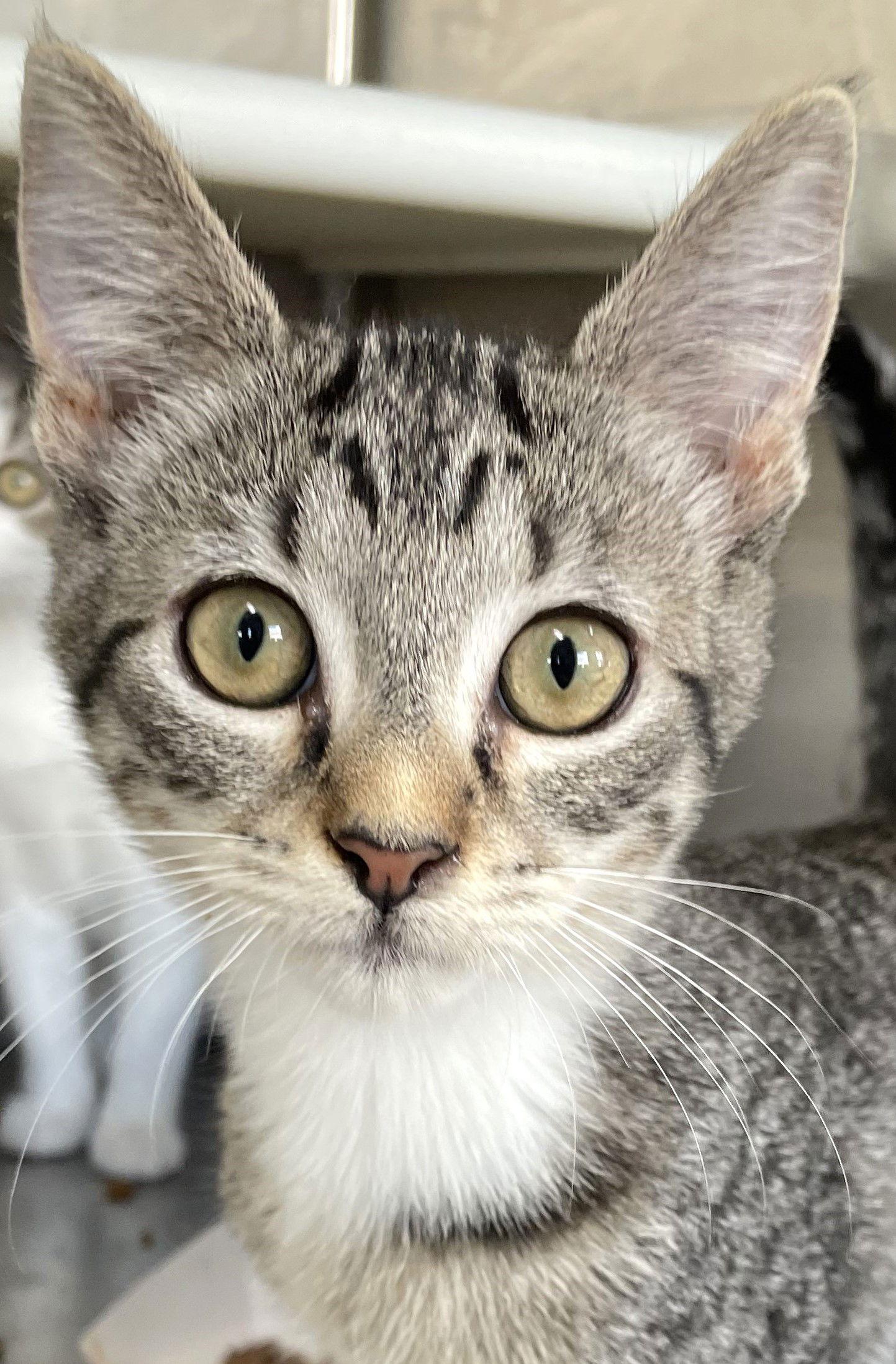 Astro, a Adoptable Tabby in Carrollton, GA image 2/3