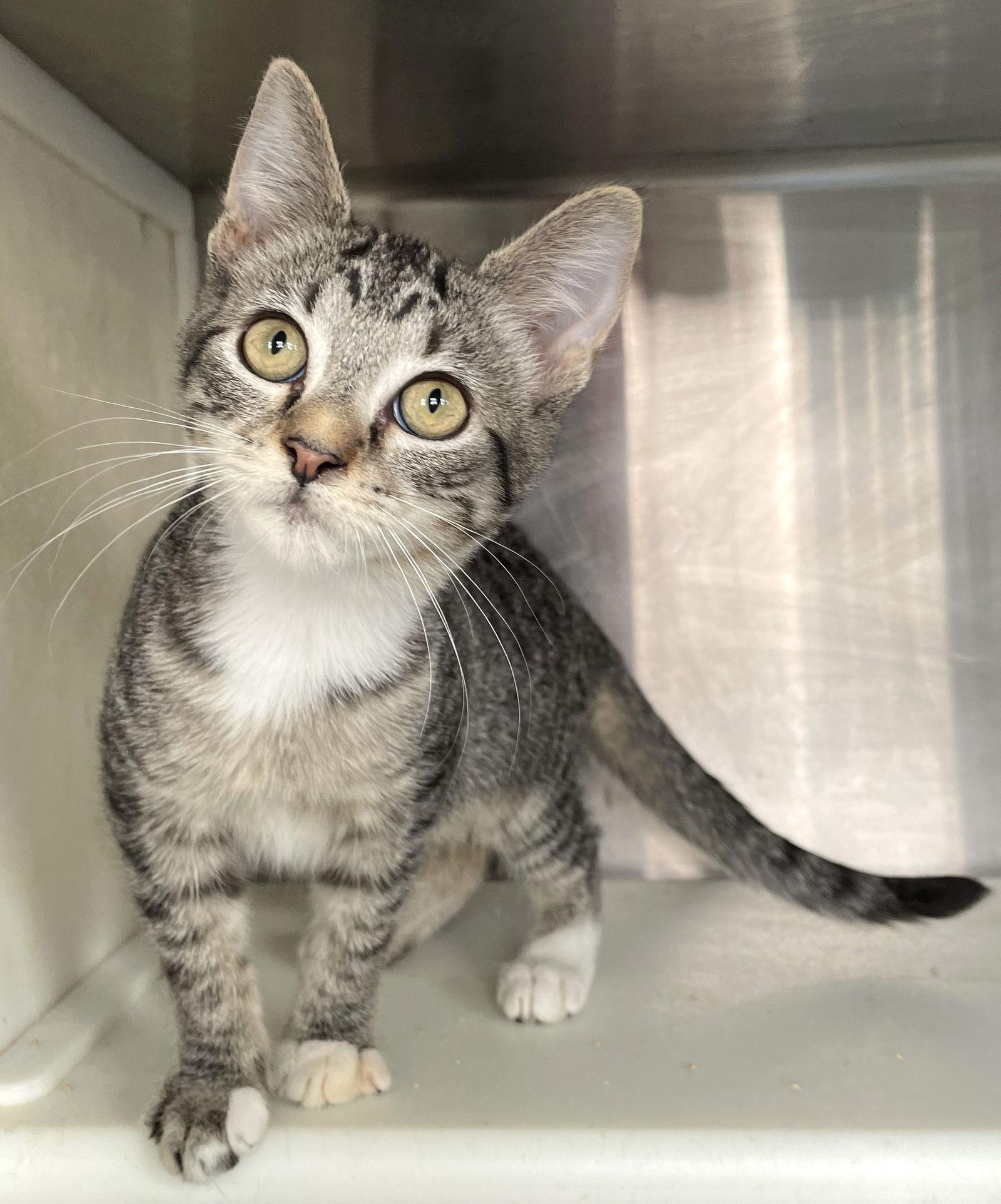 Astro, a Adoptable Tabby in Carrollton, GA image 3/3