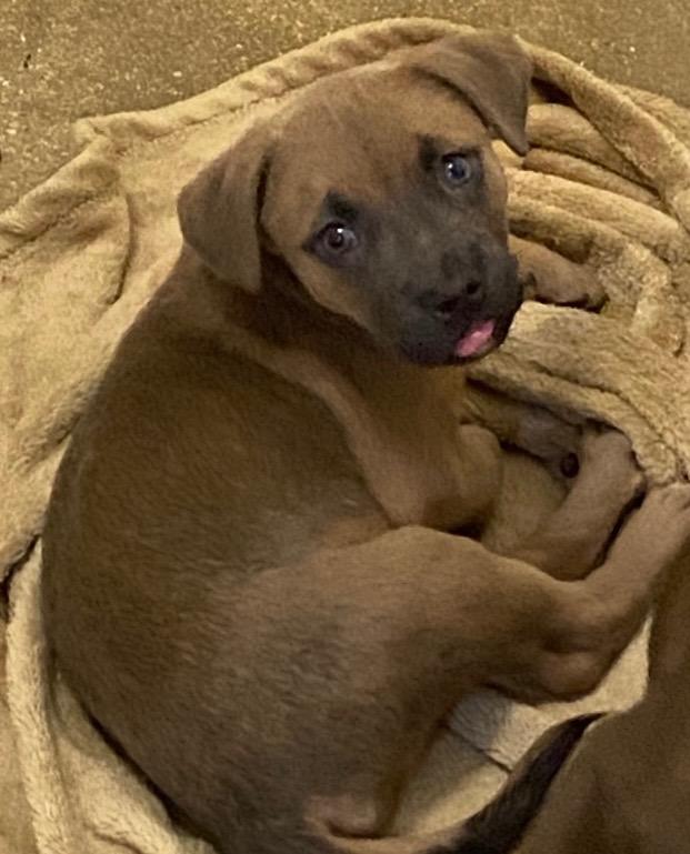 Enlarge Theodore, a Adoptable mixed breed in Lockhart, TX image 1/3