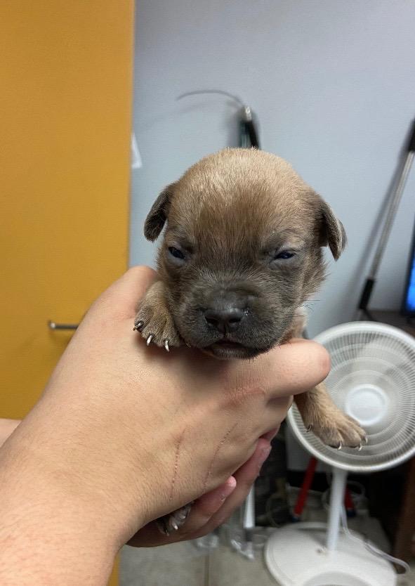 Enlarge Theodore, a Adoptable mixed breed in Lockhart, TX image 2/3