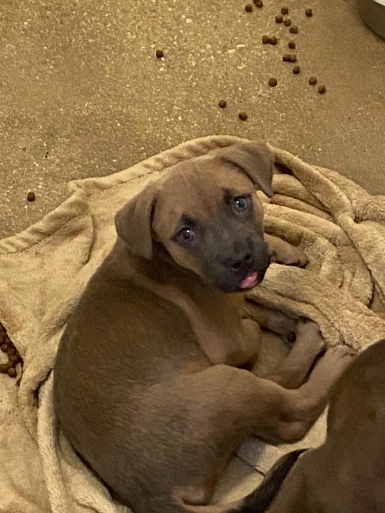 Enlarge Theodore, a Adoptable mixed breed in Lockhart, TX image 3/3